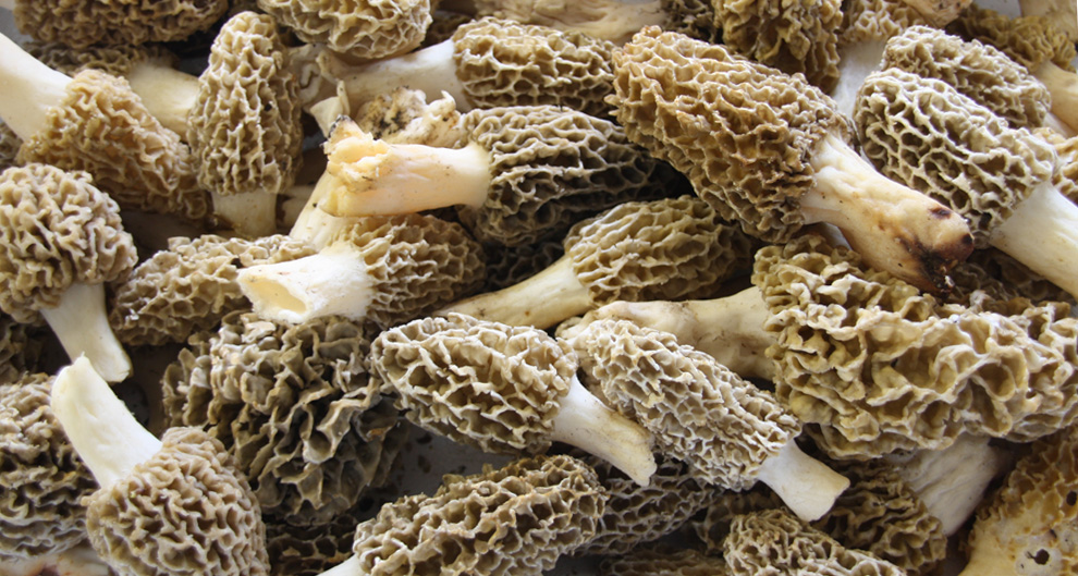 Morel Mushrooms